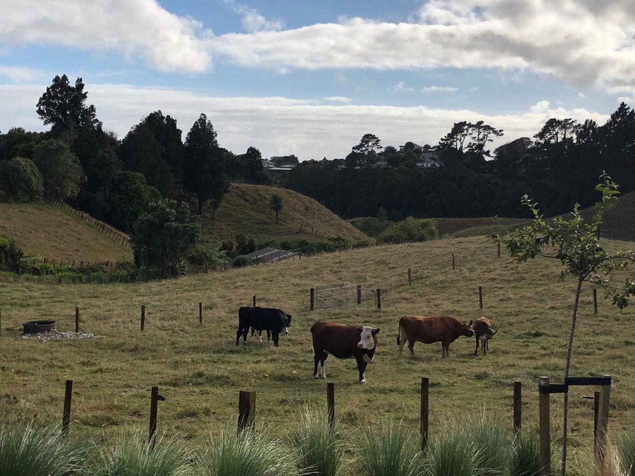 Pukeko Lodge Bnb New Plymouth Exteriör bild