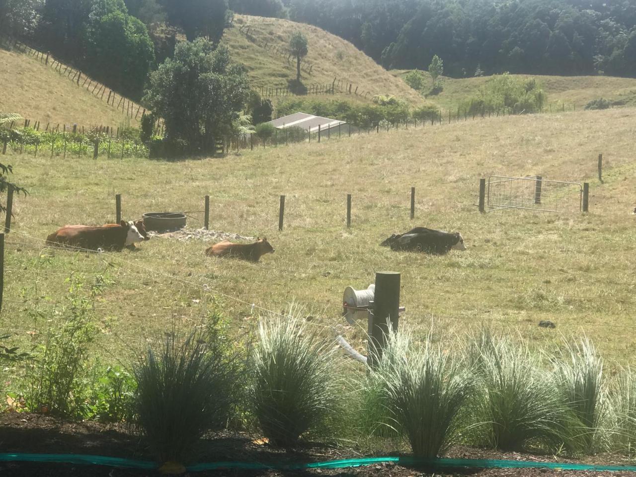 Pukeko Lodge Bnb New Plymouth Exteriör bild